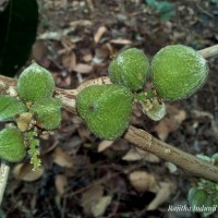 Lepisanthes tetraphylla var. trichocarpa (Thwaites) Wadhwa & Meijer